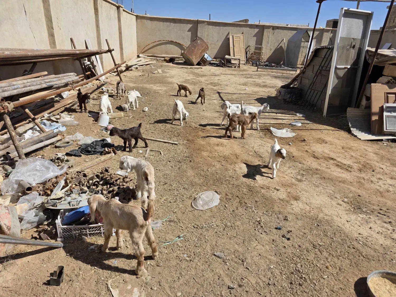 بزغاله|حیوانات مزرعه|برخوار, |دیوار