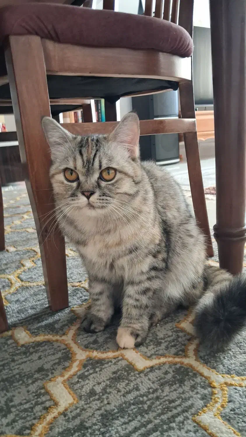 واگذاری گربه میکس|گربه|نیشابور, هفده شهریور|دیوار