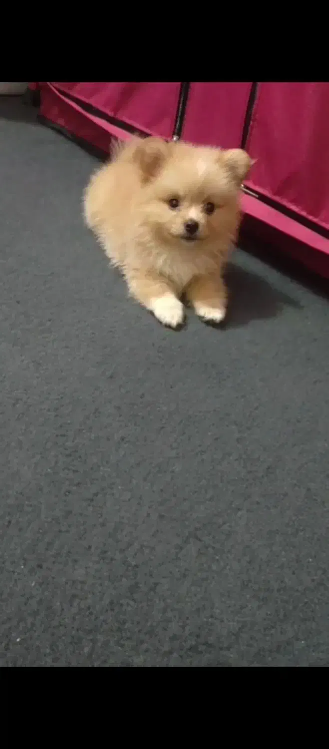 رودان دهگلکن|سگ|بیکاه, |دیوار