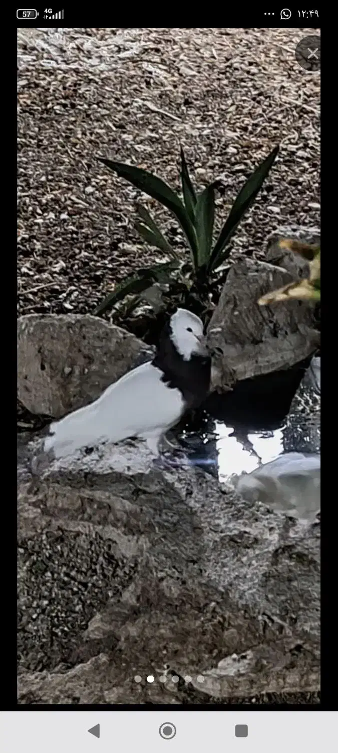 کفتر|پرنده|لامرد, |دیوار