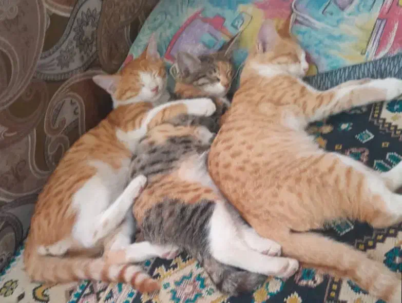 واگذاری رایگان سه عدد گربه خانگی|گربه|هشتگرد, فاز ۱ مهستان|دیوار