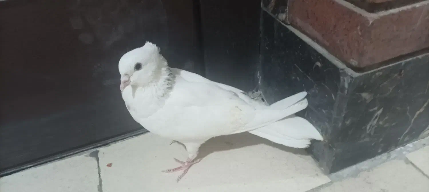 کبوتر|پرنده|سنندج, |دیوار