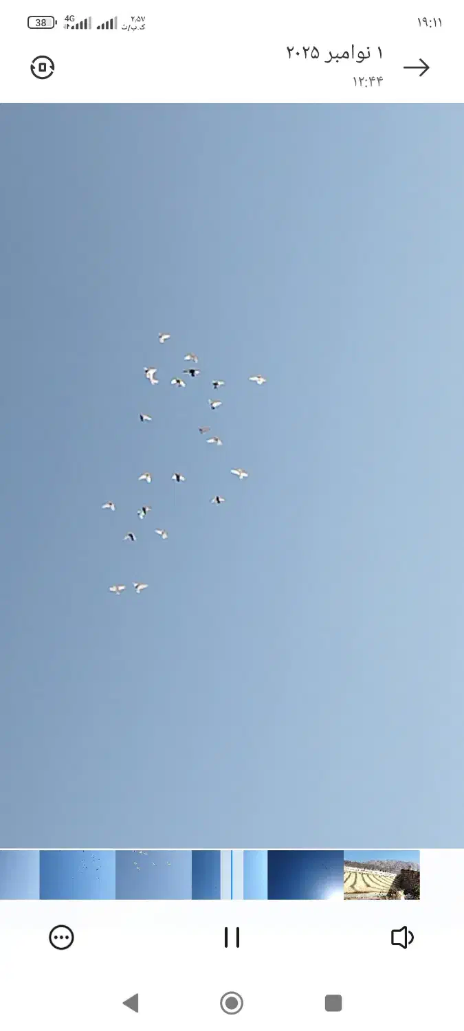 فروش کبوتر|پرنده|کوهبنان, |دیوار