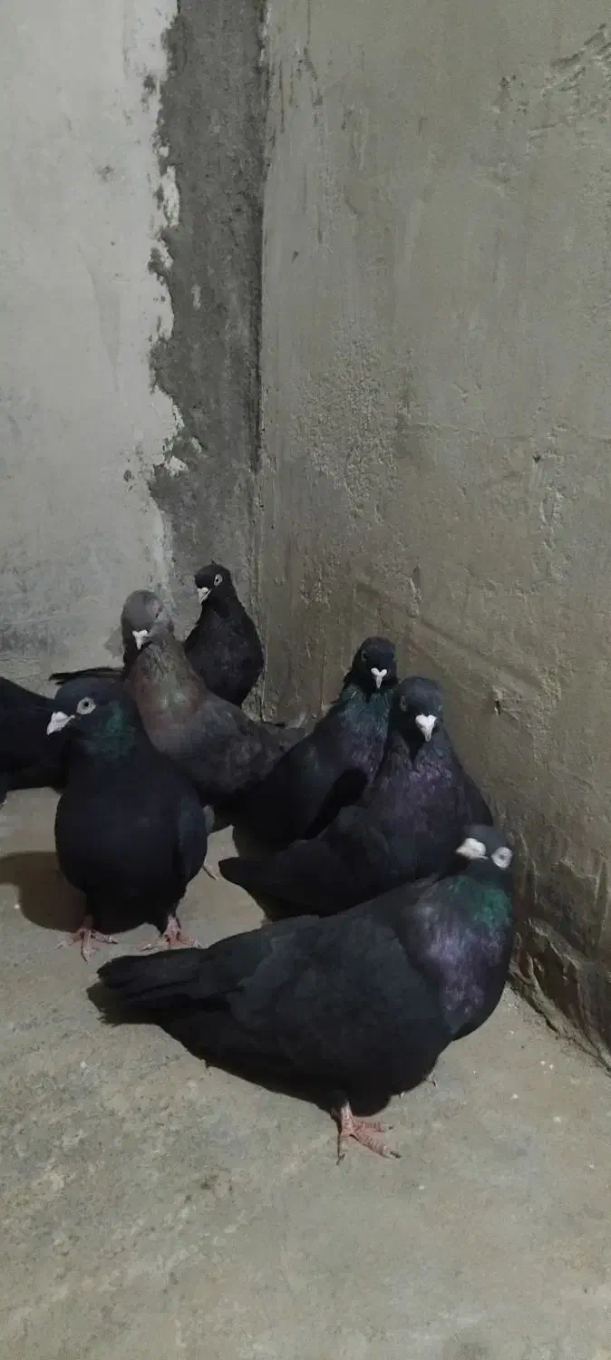 فروشی کبوتر سیاه و کله زرد|پرنده|میاندوآب, |دیوار