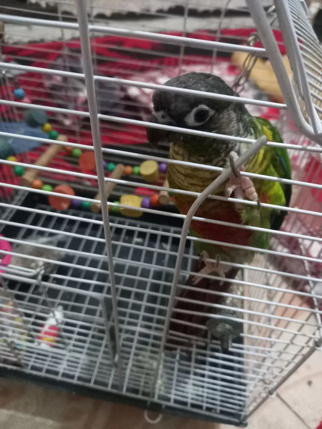 طوطی گرینچیک|پرنده|مشهد, شهید قربانی|دیوار