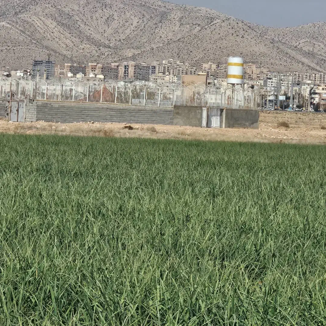 فروش ۱۰۰۰ متری در شهرک گلستان|فروش دفتر صنعتی، کشاورزی، تجاری|شیراز, شهرک گلستان|دیوار