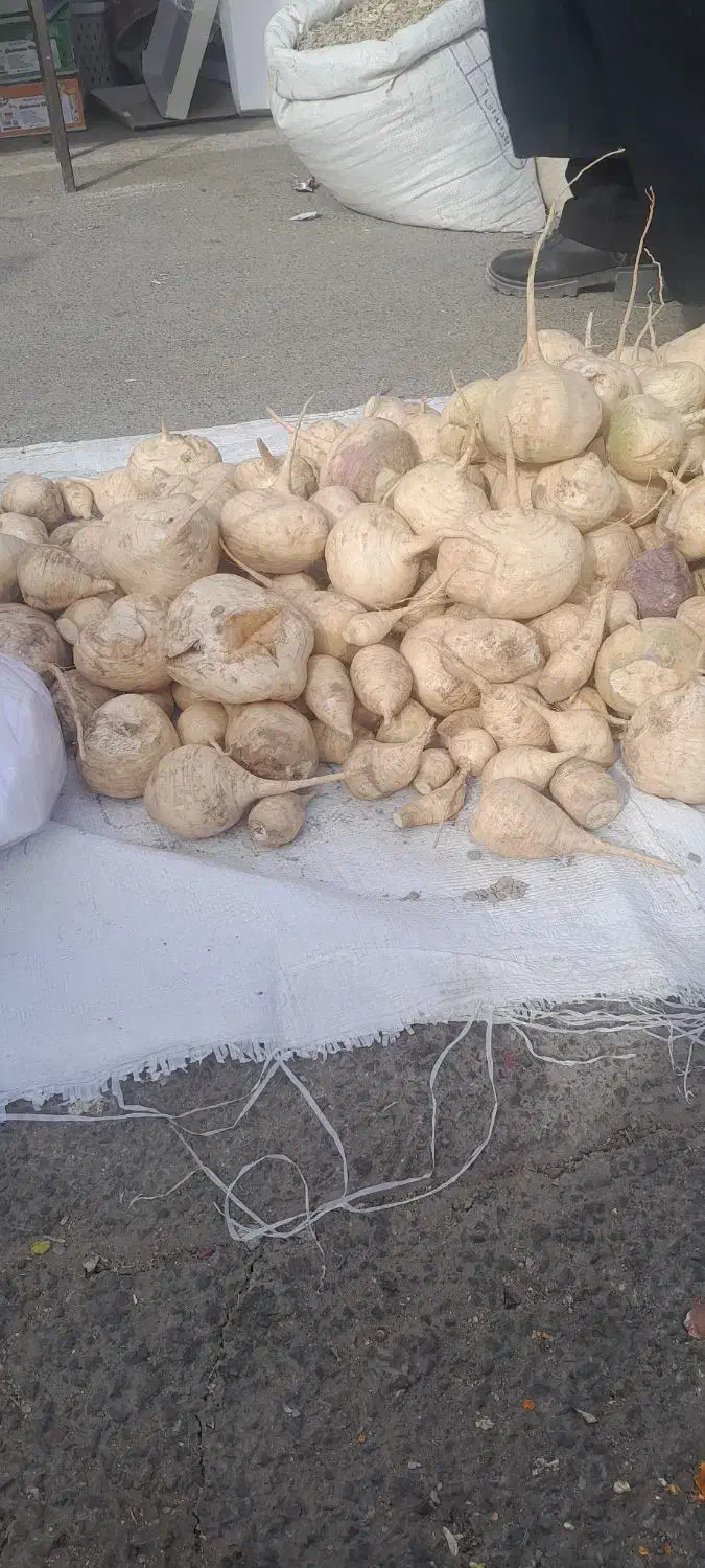 شلغم دامی|حیوانات مزرعه|سده (خراسان جنوبی), |دیوار