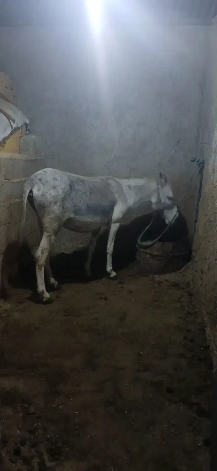 یک عدد الاغ ماده|حیوانات مزرعه|کوهمره, |دیوار