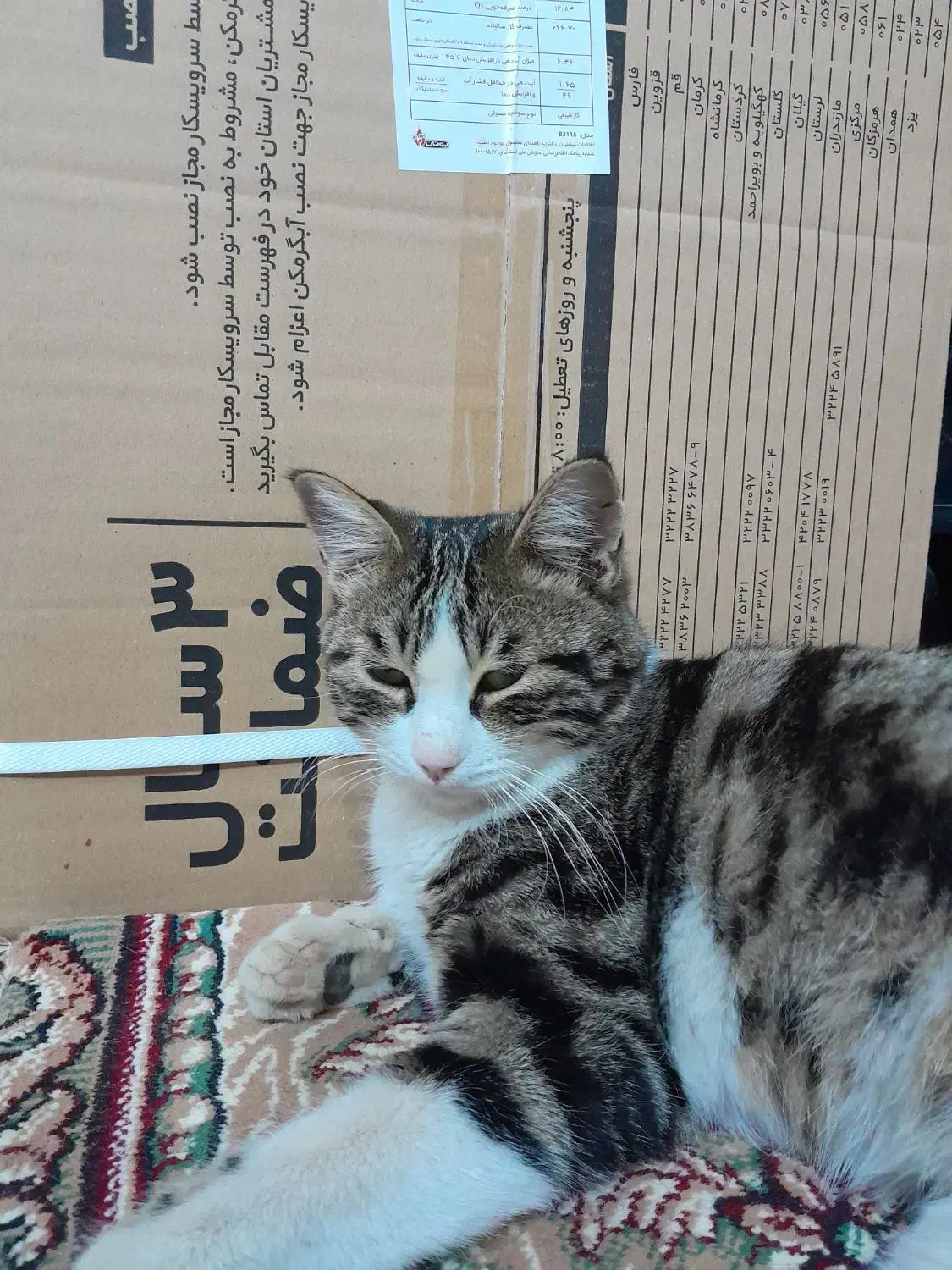 فروش ابگرمکن بوتان ۳۱۱۵ اقساطی|آبگرمکن، پکیج، شوفاژ|نیشابور, شهرک رسولی|دیوار