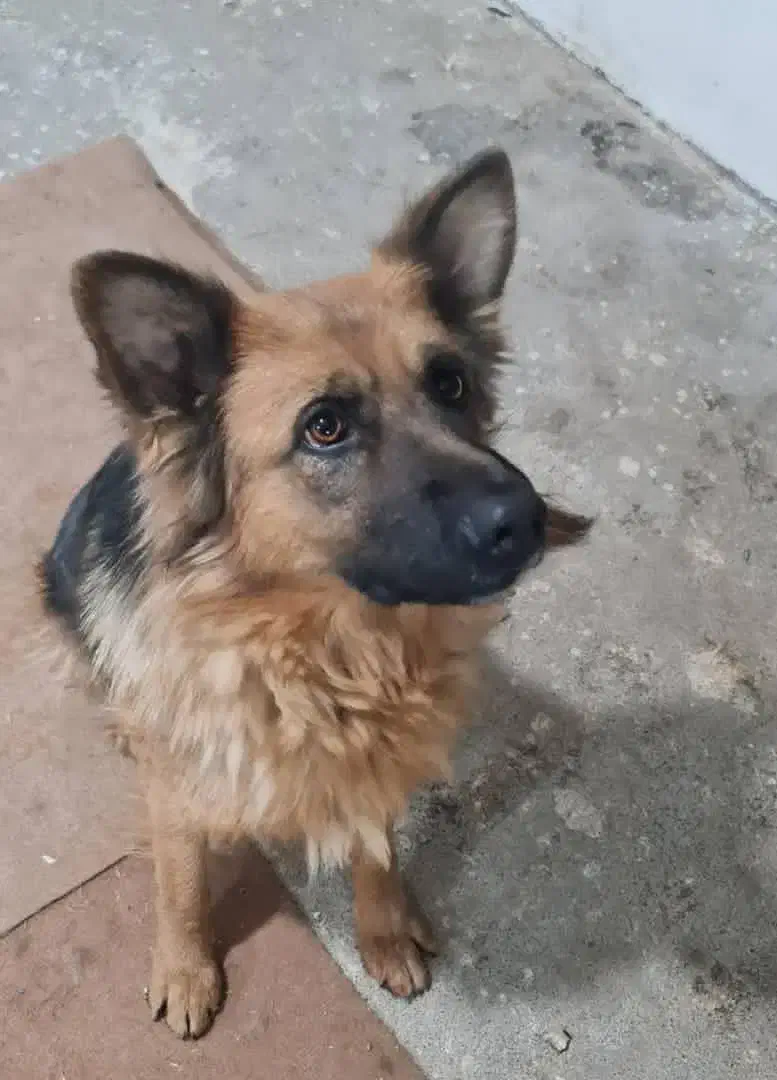 سگ ژرمن ماده|سگ|شهرکرد, |دیوار