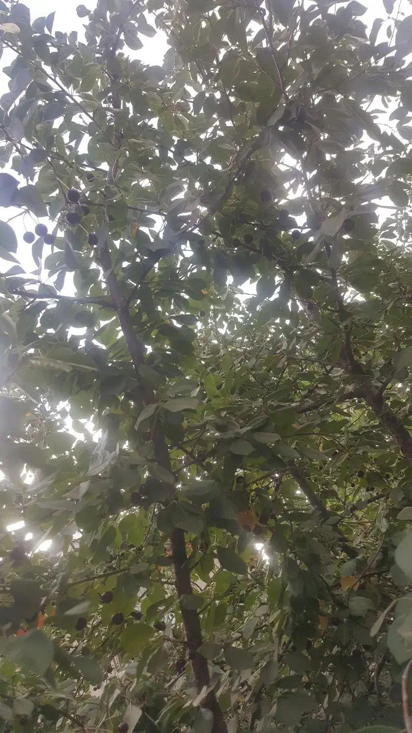 باغ انگور خلجستان معاوضه با خودرو یا واحد|فروش خانه و ویلا|قم, زنبیل آباد|دیوار