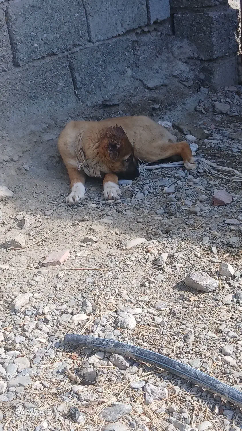 سرابی|سگ|فاریاب, |دیوار