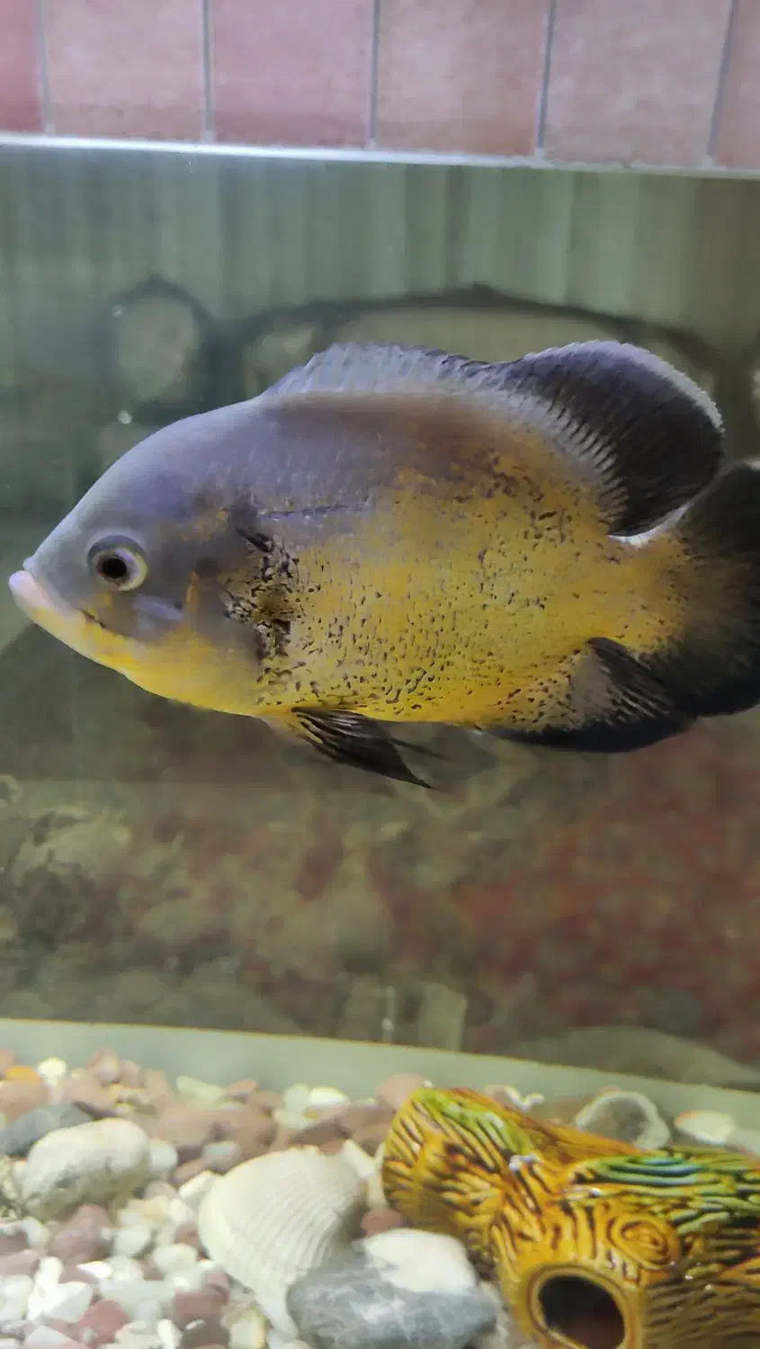 ماهی اسکار مسی|ماهی|تهران, تولید دارو|دیوار