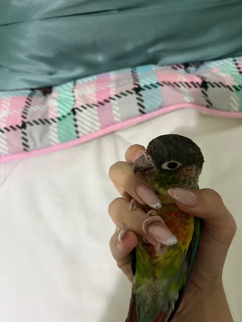 طوطی|پرنده|سنندج, |دیوار