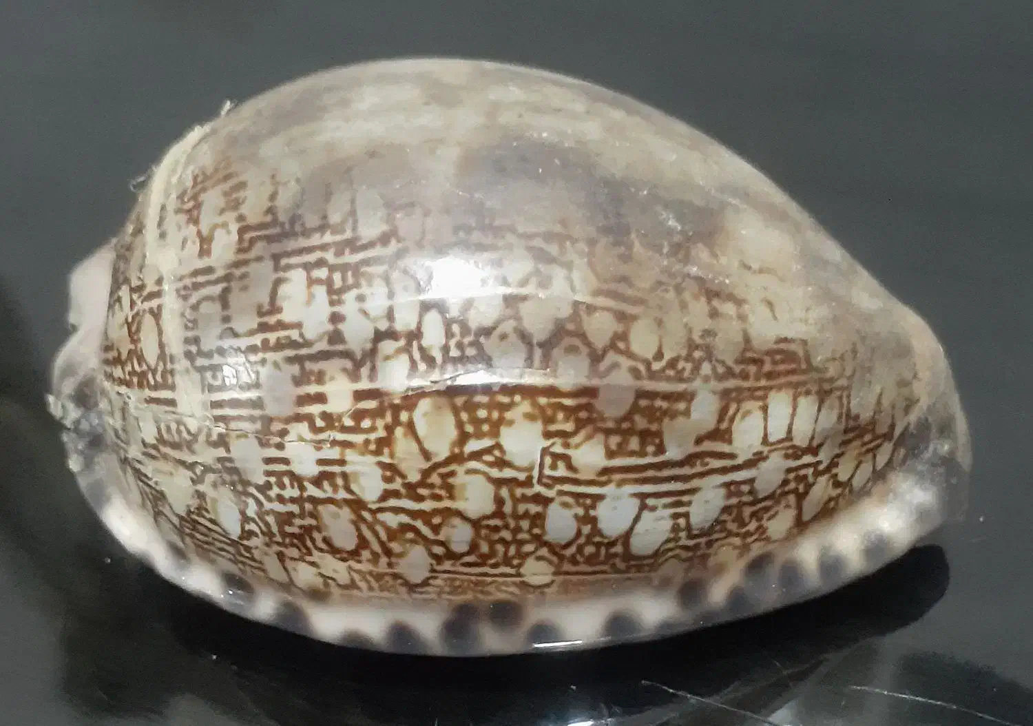 صدفهای‌بزرگ‌دکوری|صنایع دستی و سایر لوازم تزئینی|دماوند, دماوند|دیوار