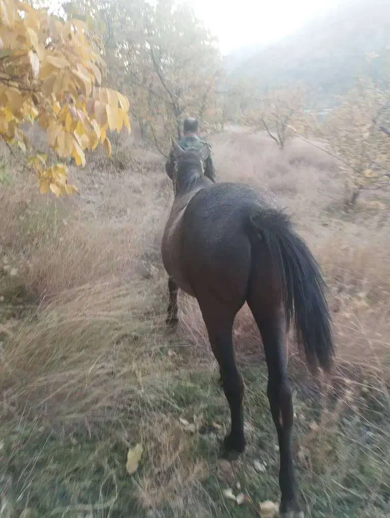 اسب نریون ترکی|اسب و تجهیزات اسب‌سواری|سپیدان, |دیوار