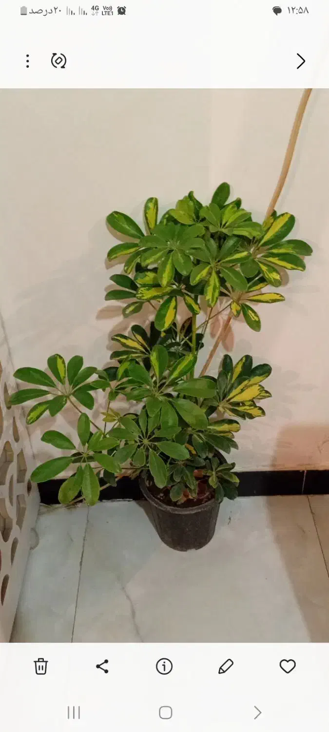 طلای سبز|جواهرات|خرمآباد, |دیوار