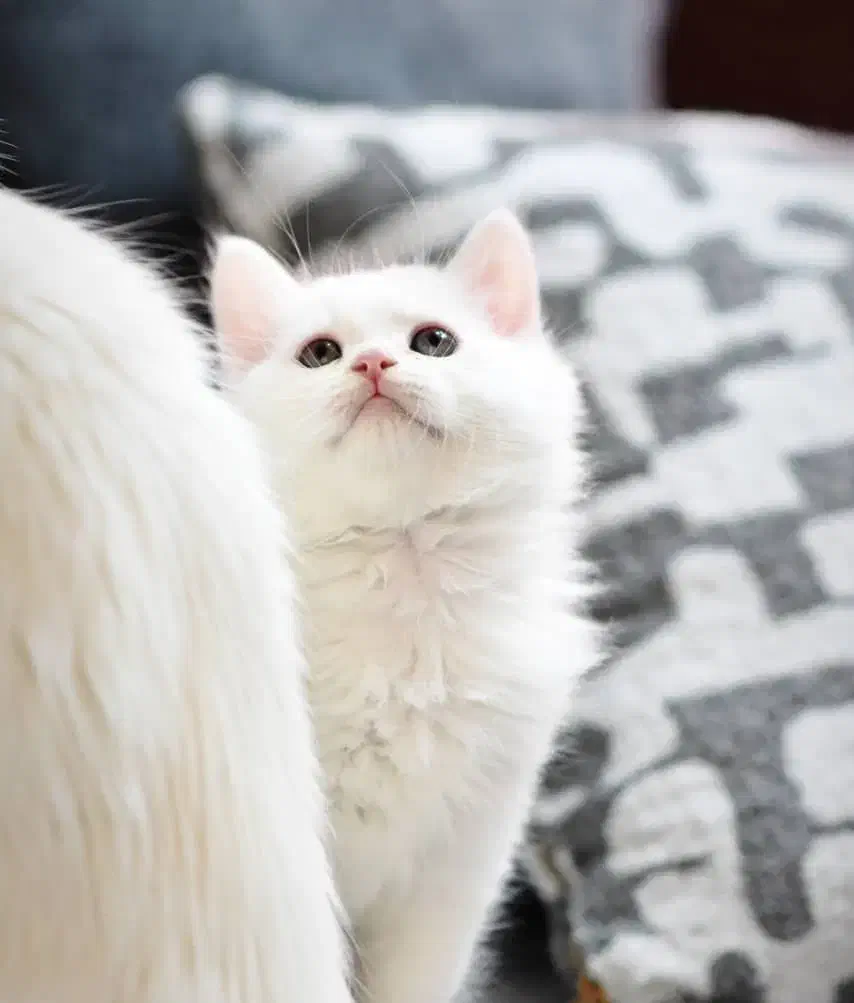 بچه‌گربه|گربه|بندرعباس, |دیوار