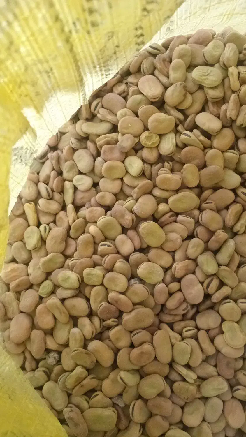 باقلا|خوردنی و آشامیدنی|ششده و قره بلاغ, |دیوار