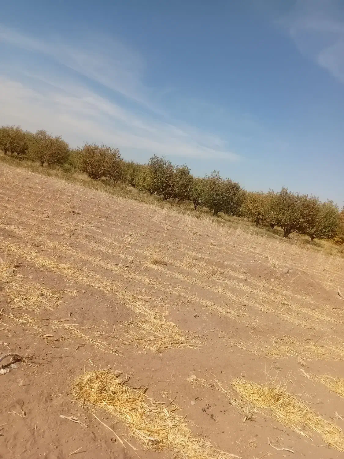 زمین زراعی کشاورزی حاصلخیز نزدیک آب|فروش زمین و ملک کلنگی|باروق, |دیوار