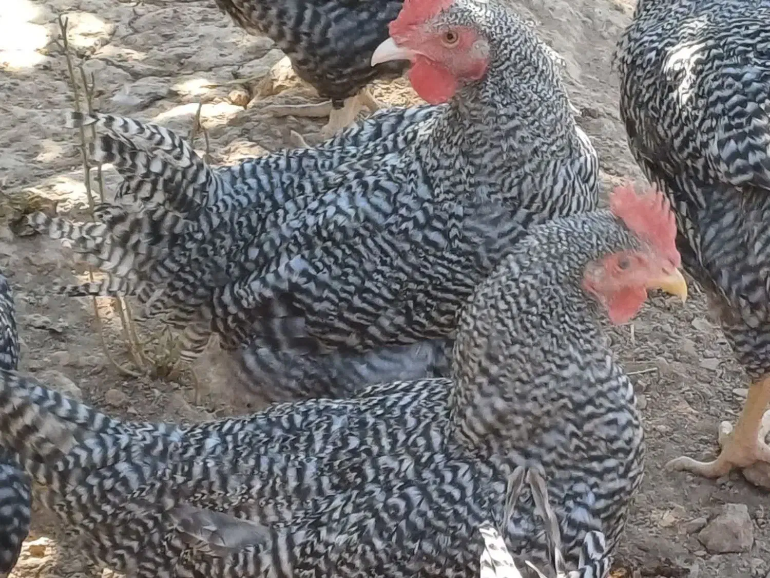 خروس امروک|حیوانات مزرعه|شیراز, شهرک والفجر|دیوار