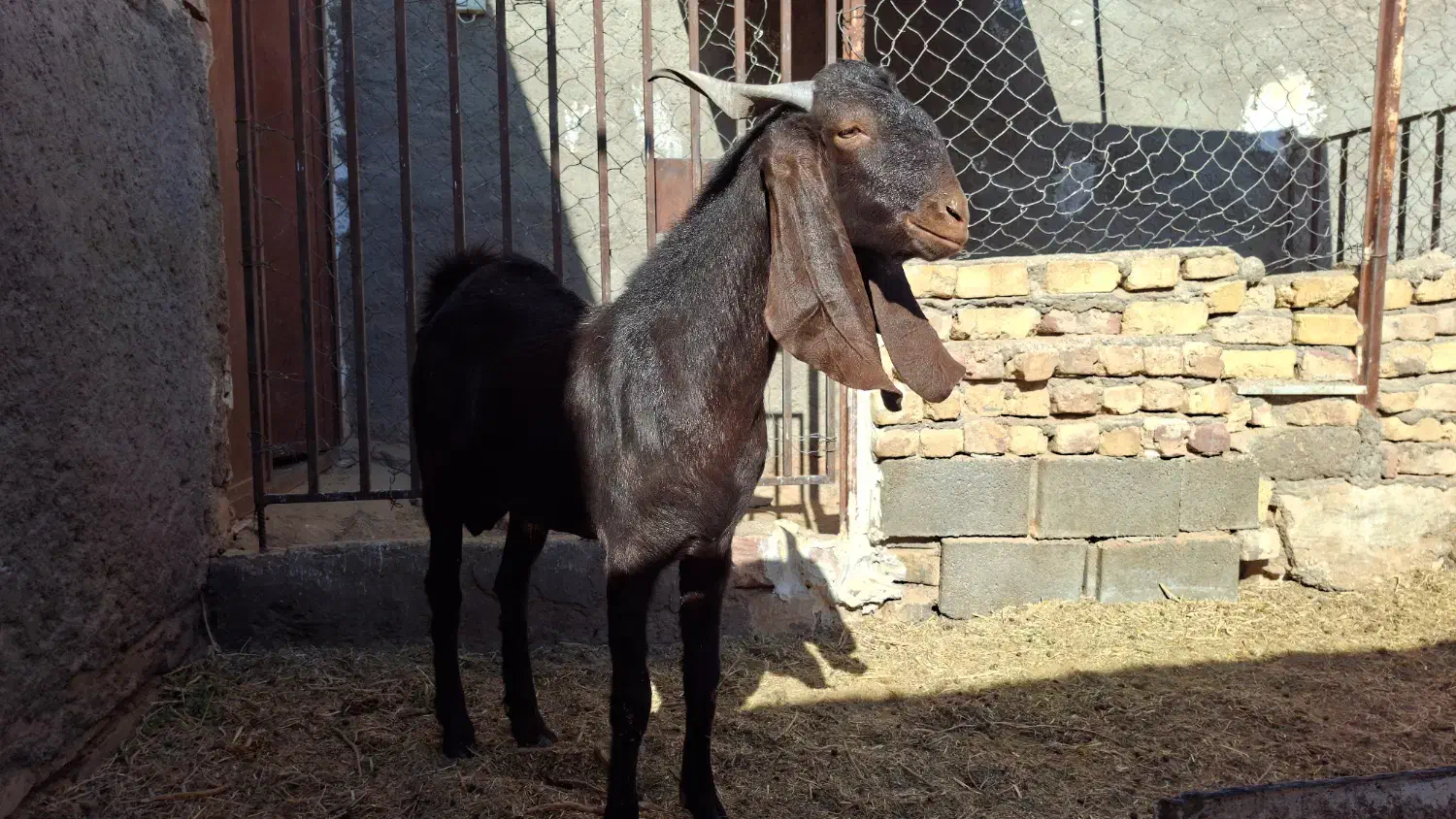 کل پاکستانی|حیوانات مزرعه|کویرات, |دیوار