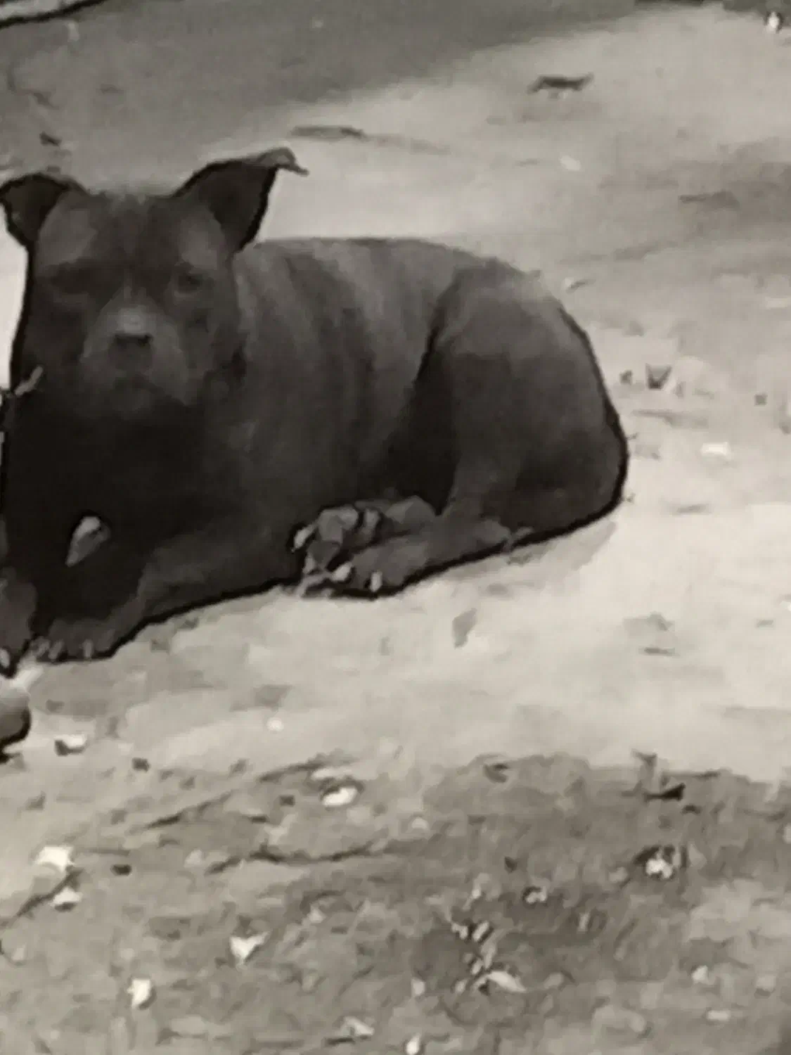 پیدا شده|سگ|چهاردانگه (تهران), |دیوار