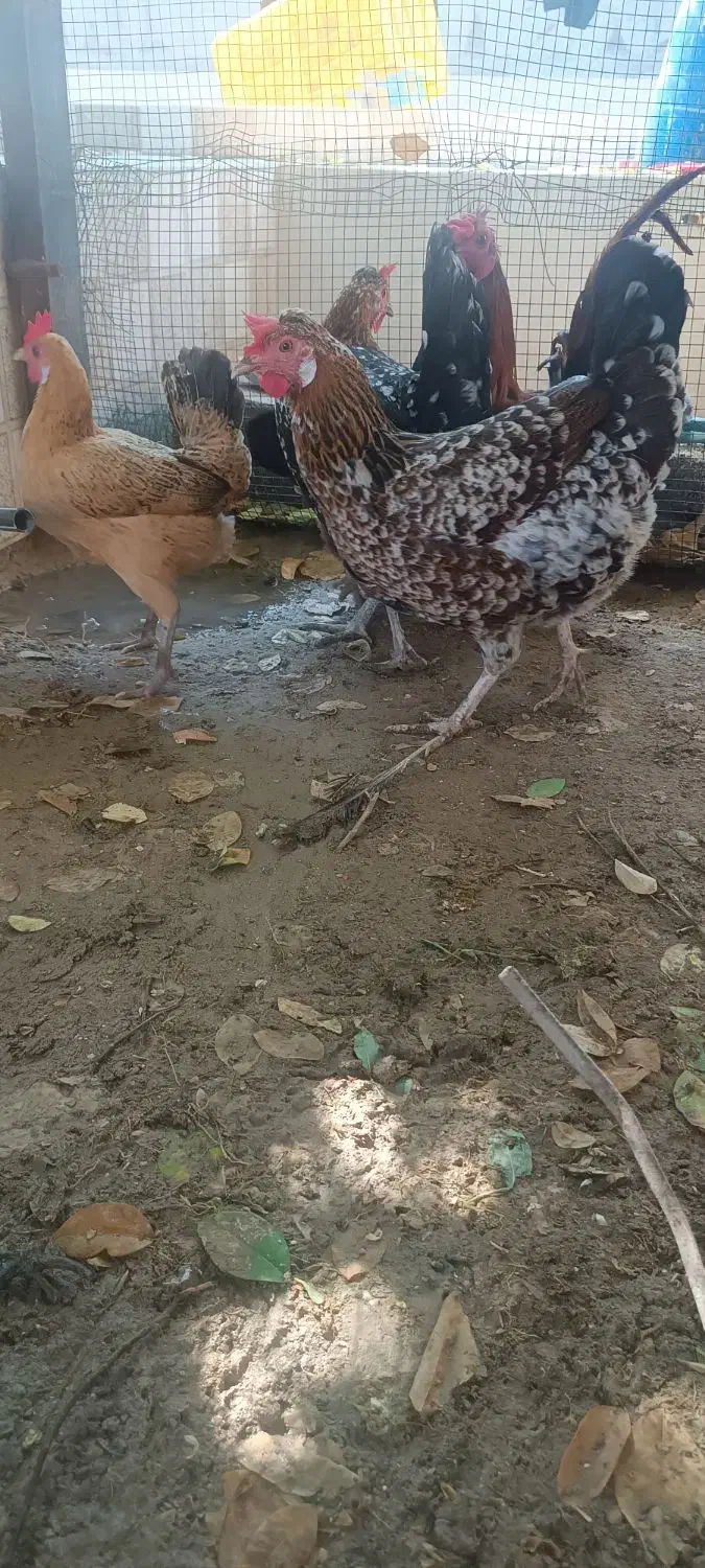 مرغ وخروس شهری|حیوانات مزرعه|قشم, |دیوار