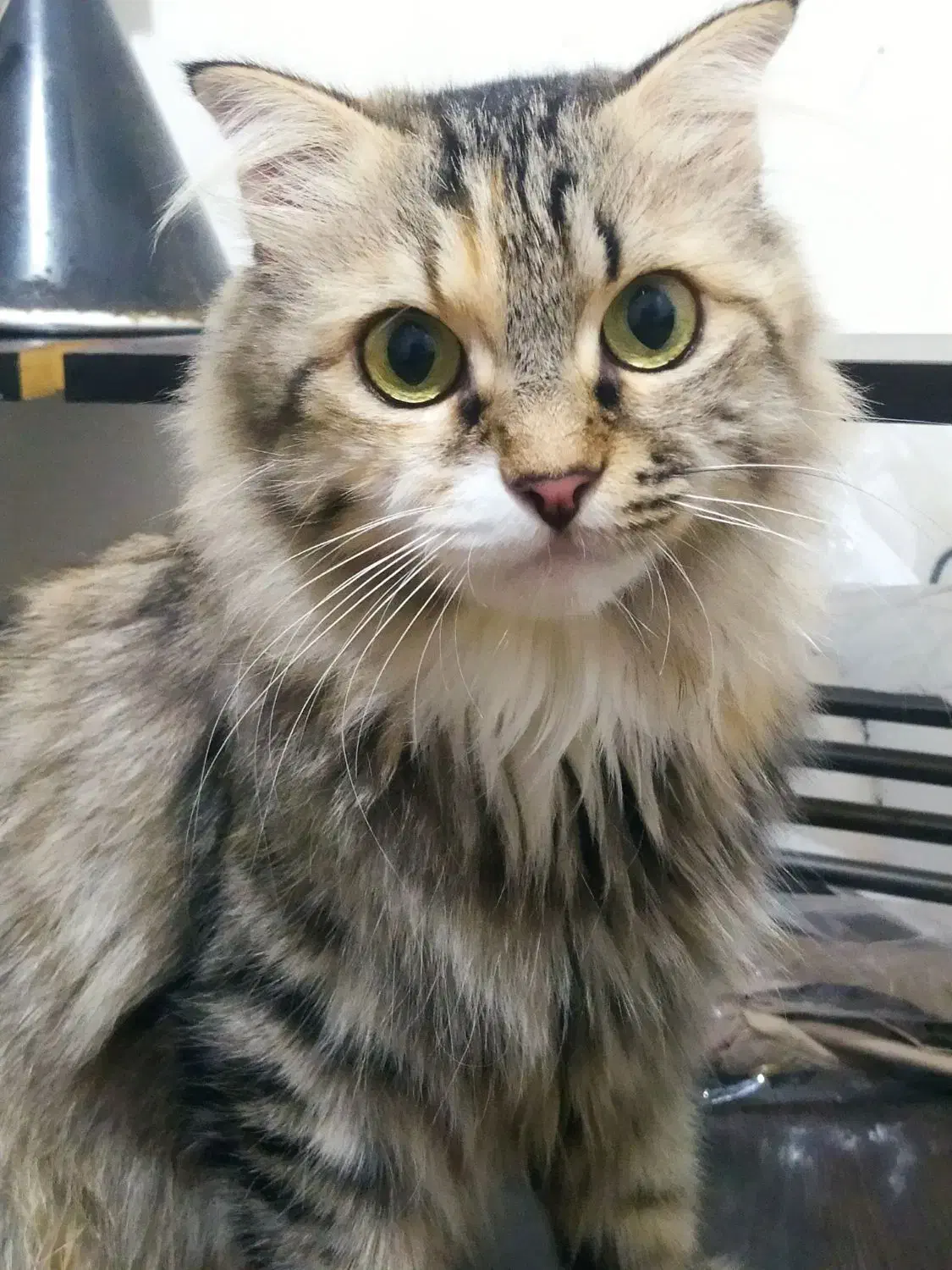 گربه|گربه|عسلویه, |دیوار