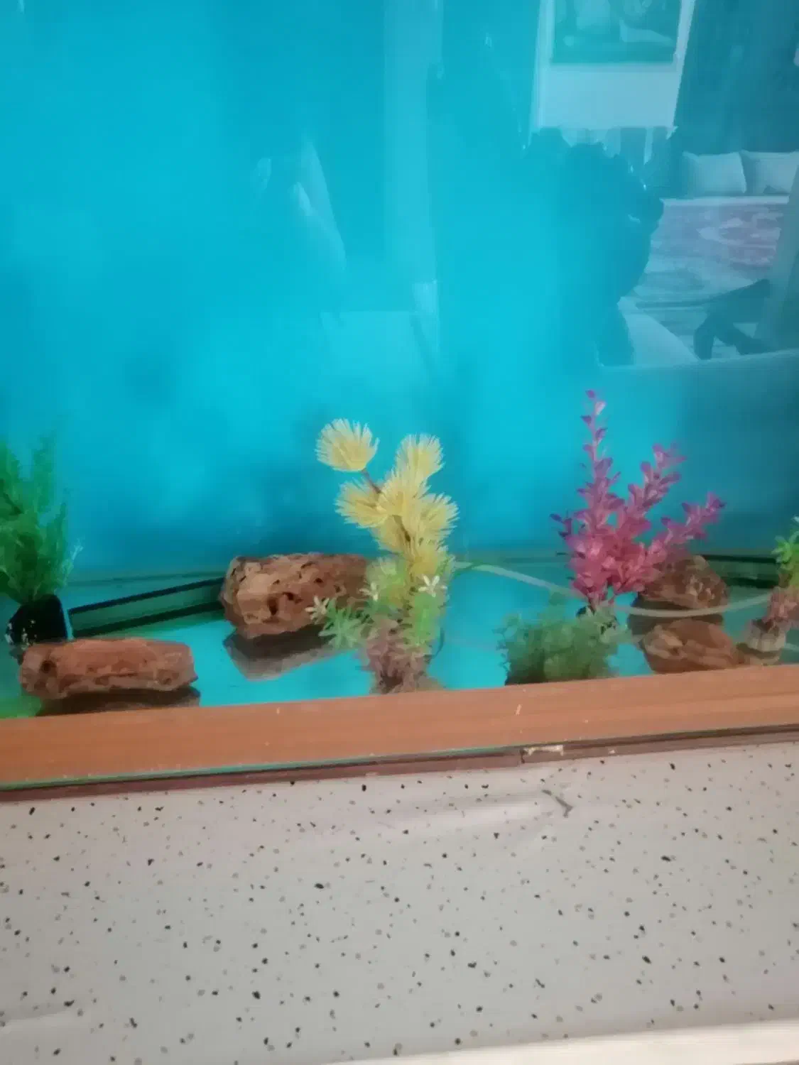 اکواریوم سالم بادرب چوبی وگلهای تزیینی وسنگ|ماهی|نیشابور, باغرود|دیوار