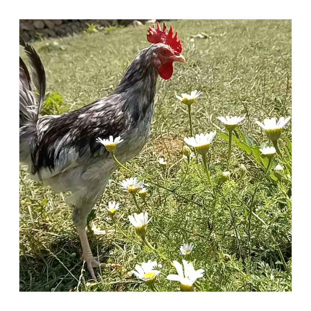 مرغ و خروس گلین لری|حیوانات مزرعه|گرگان, |دیوار