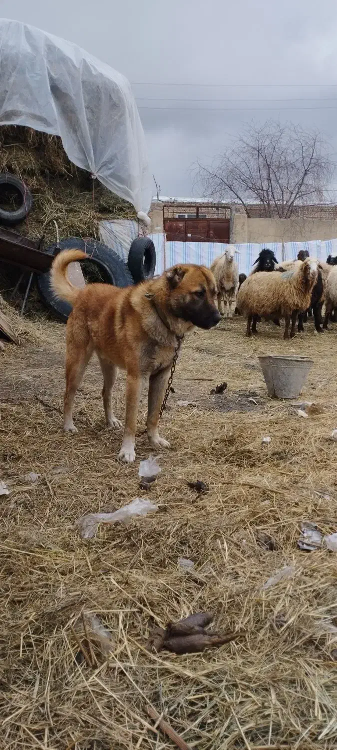 سگ گله|سگ|نوشین شهر, |دیوار