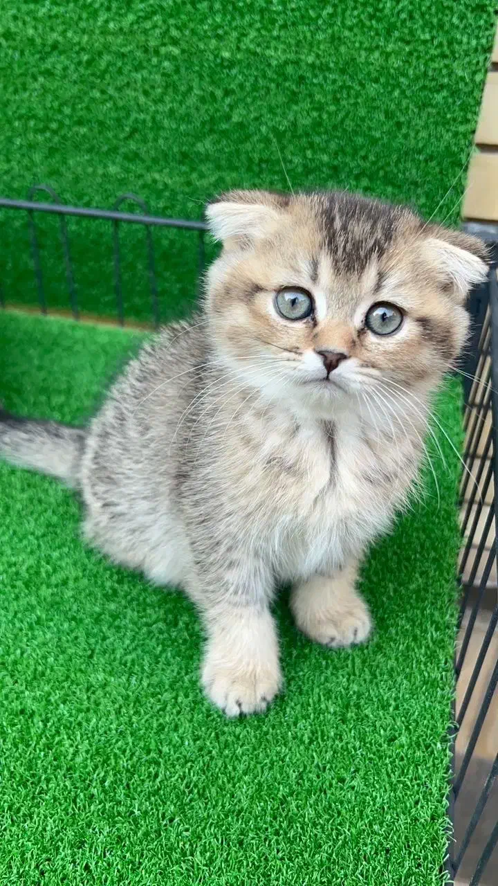 اسکاتیش بلک گلد و بلو گلد|گربه|شاهرود, |دیوار