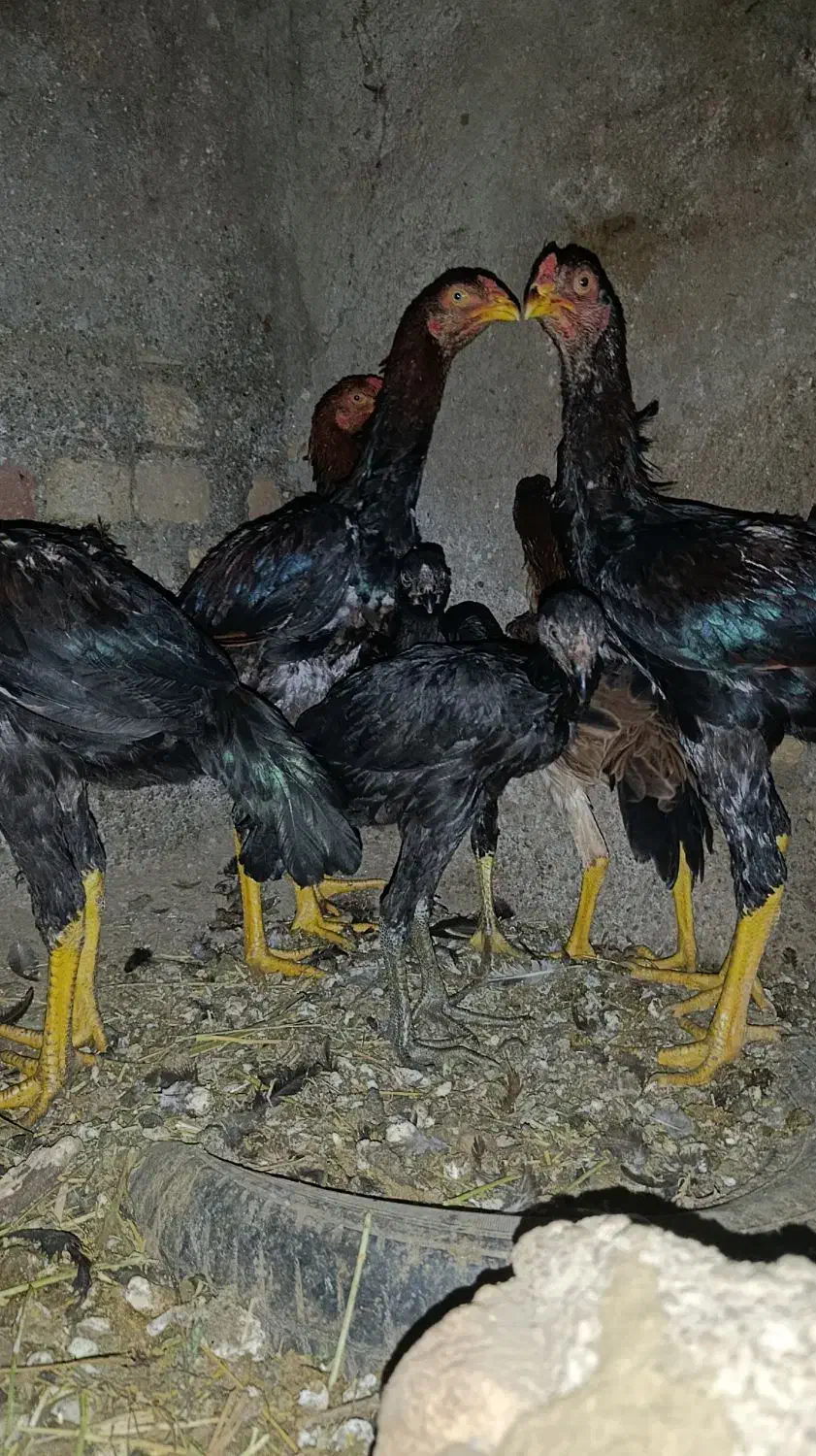 خروس و جوجه لاری|حیوانات مزرعه|خوی, |دیوار