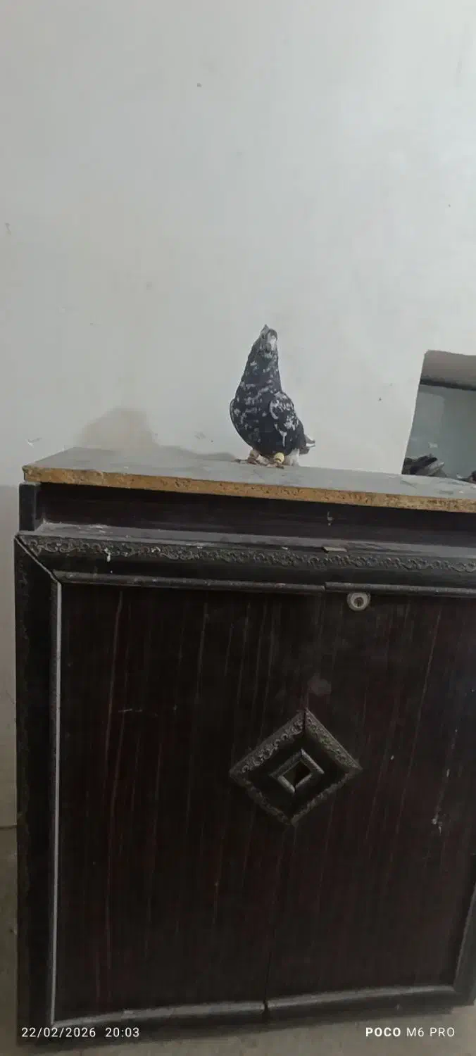 پرنده|پرنده|دهدشت, |دیوار