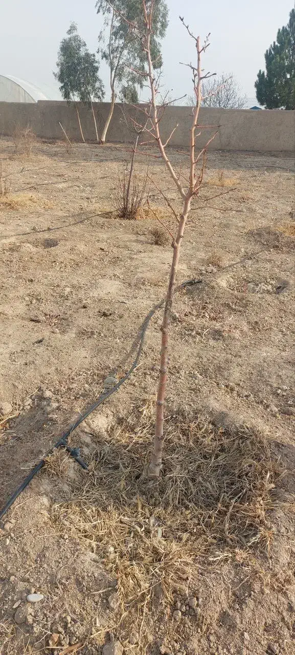 درخت و نهال مثمر میوه|خدمات باغبانی و درختکاری|پاکدشت, پاکدشت (مامازند)|دیوار