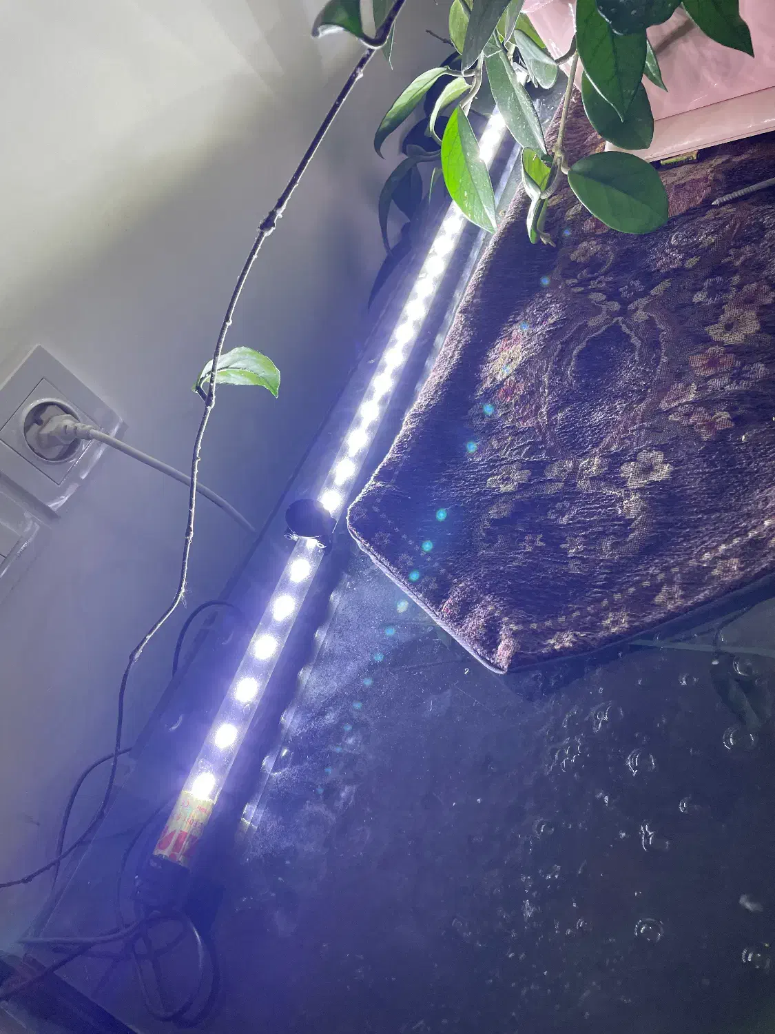 آکواریم فروشی|ماهی|هشتگرد, شهرک ولیعصر (مصلی)|دیوار