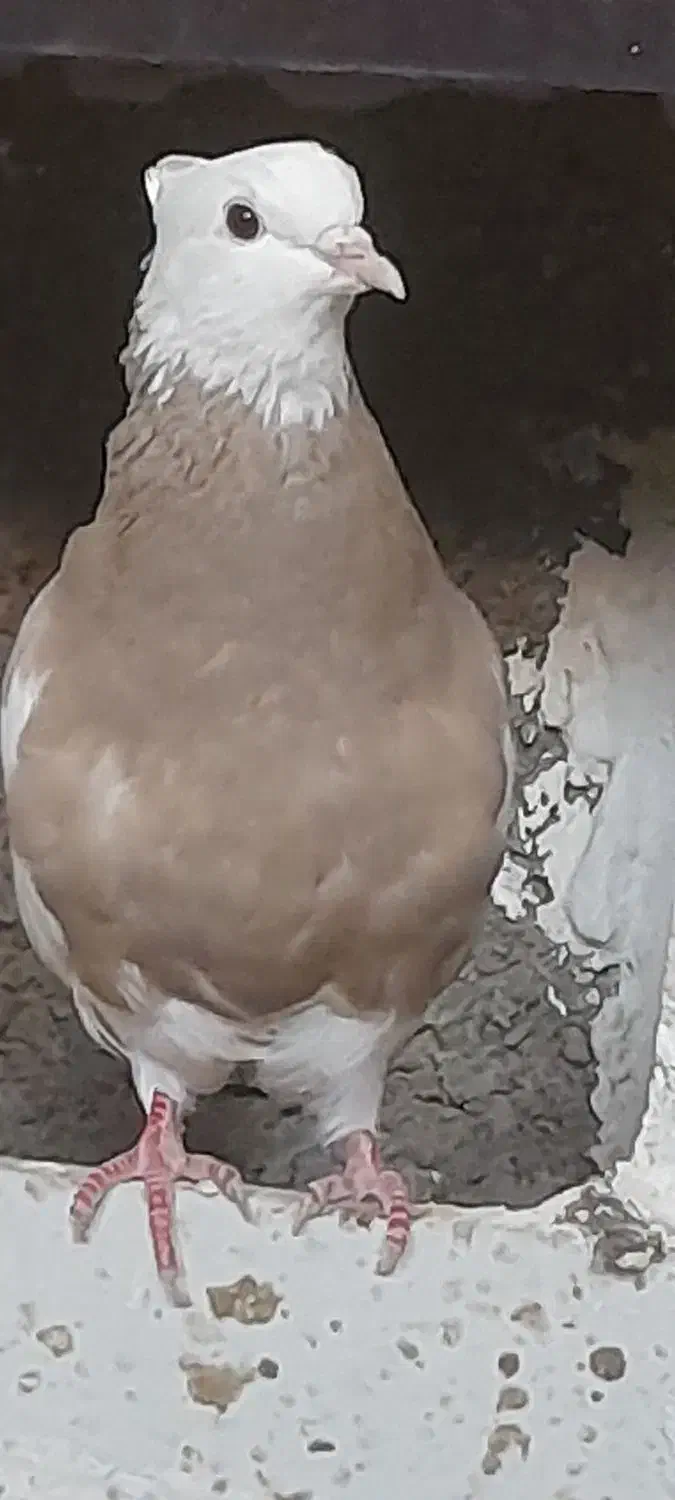 کبوتر طوقی|پرنده|ایلام, |دیوار