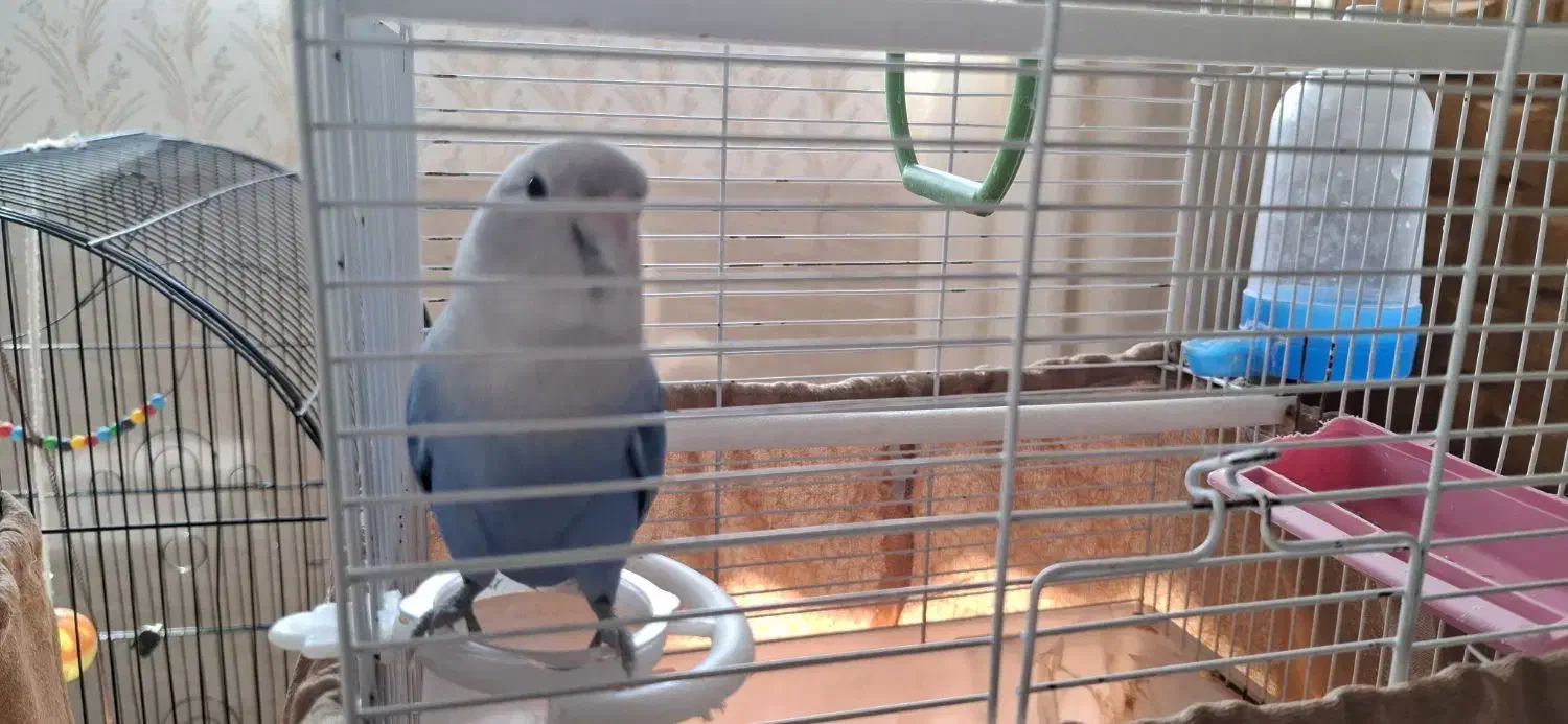 پرنده کوتوله|پرنده|یزد, |دیوار