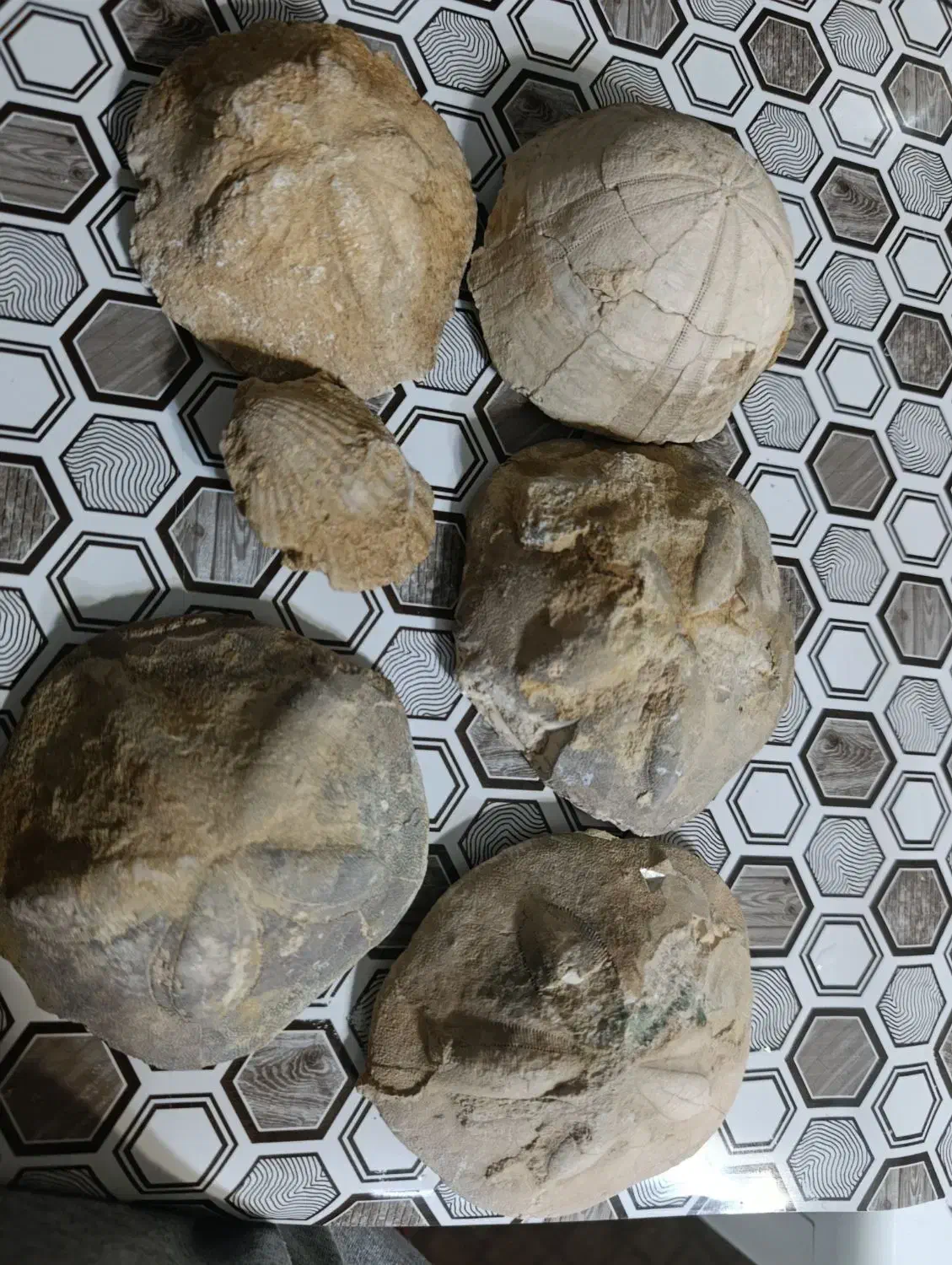 فسیل صدف|کلکسیون اشیاء عتیقه|تفرش, |دیوار