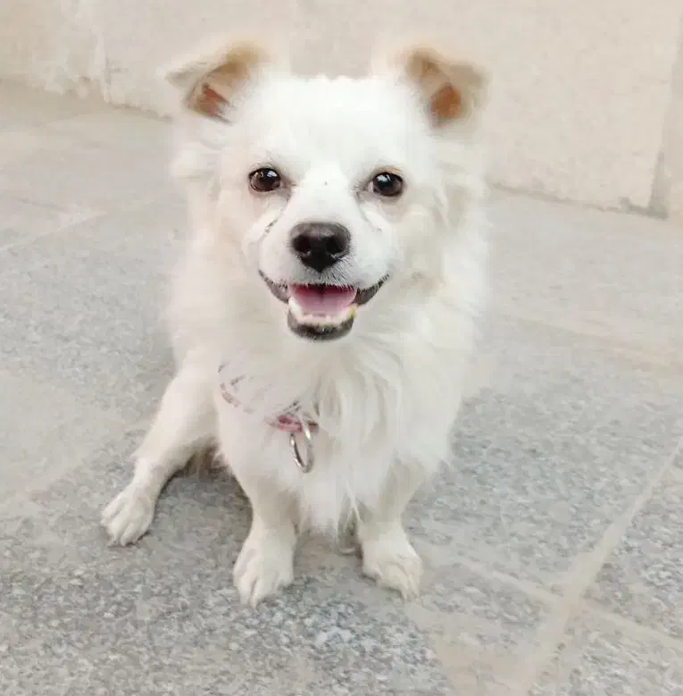 سگ گمشده پامر|اشیا|اسلام‌شهر, شهرک امام حسین (میان آباد)|دیوار