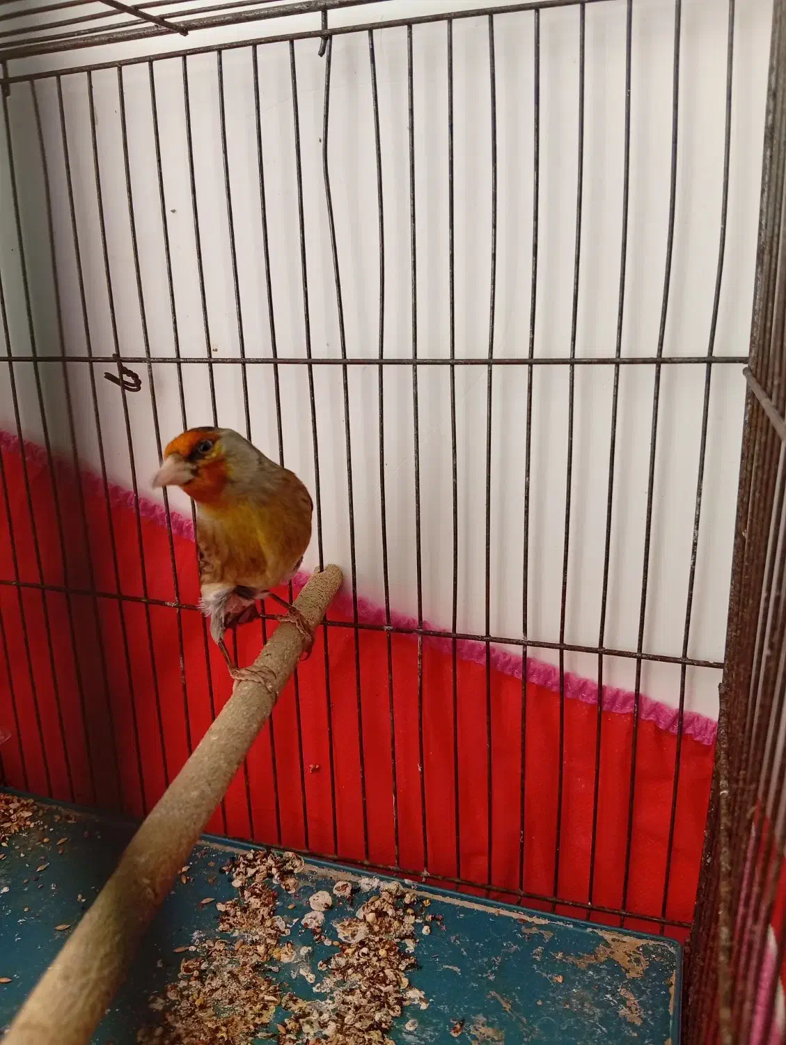 سهره قناری نر بخون|پرنده|کرمان, |دیوار