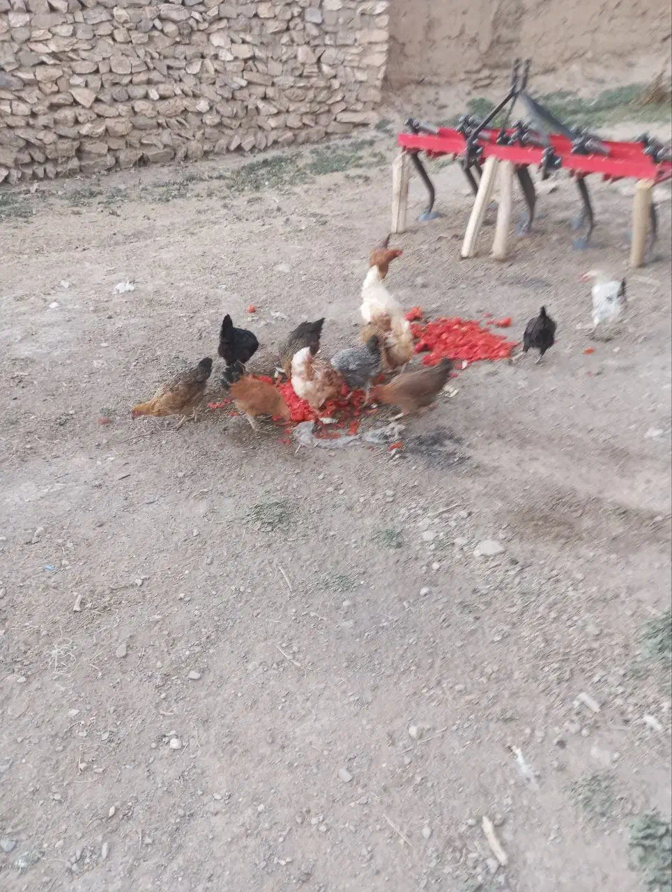 مرغ محلی تخم گذار دیواندره|حیوانات مزرعه|دیواندره, |دیوار