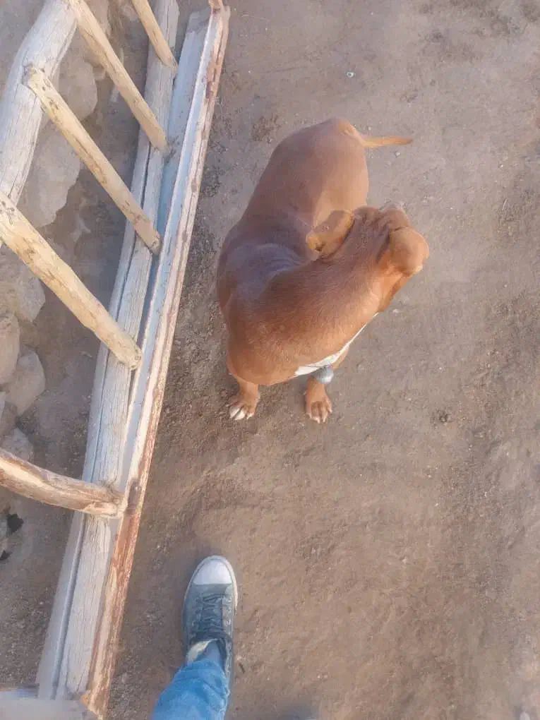 سگ توله هشت ماه|سگ|قروه, |دیوار