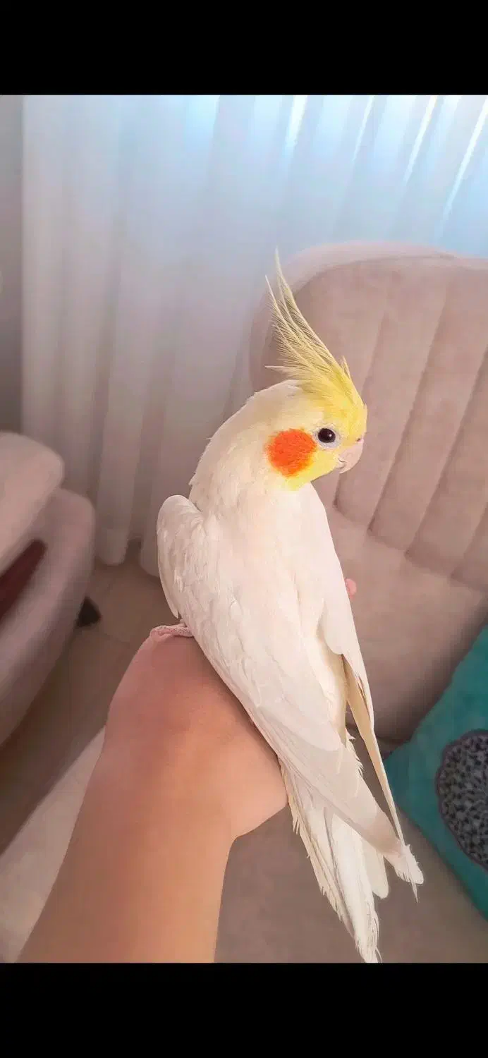 پرنده|پرنده|زیرآب, |دیوار