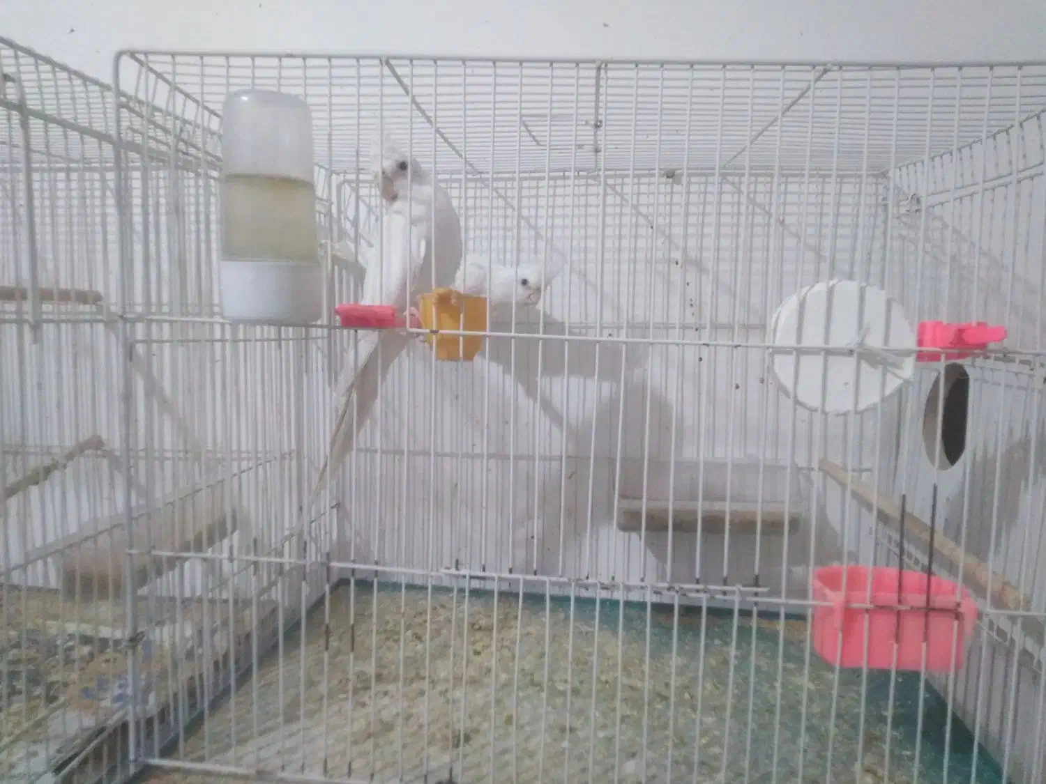 تعداد چند جفت عروس هلندی|پرنده|تایباد, |دیوار