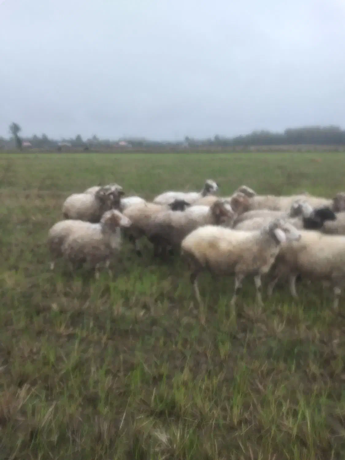 سلام گوسفند شگم دار سنگین|حیوانات مزرعه|رضوانشهر, |دیوار