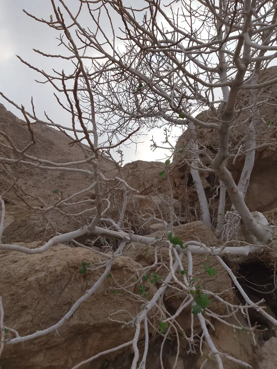 خانه آپارتمان طبقه دوم خوش نقشه|فروش آپارتمان|تهران, حسنآباد|دیوار