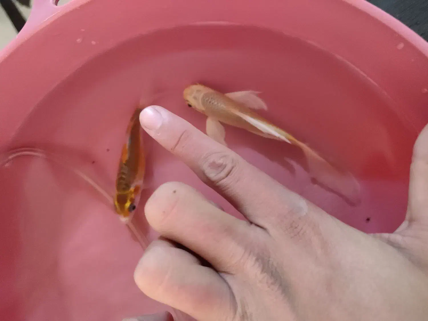 2 عدد کوی|ماهی|نجفآباد, یزدانشهر|دیوار