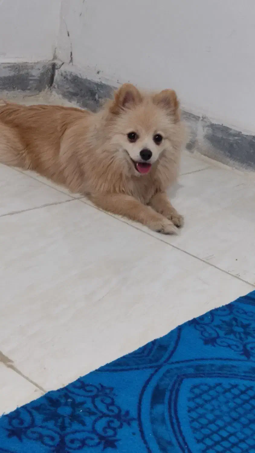 سگ پامرفروشی|سگ|قدس, شهر‌قدس|دیوار